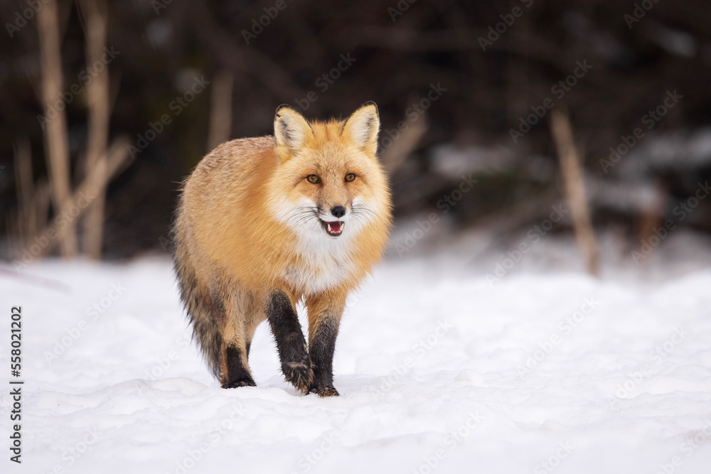 Naklejka premium red fox walking in snow