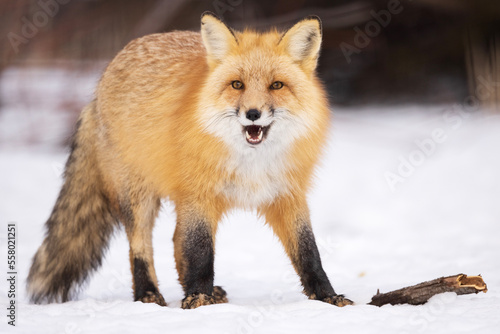 Obraz na plátně red fox with mouth open