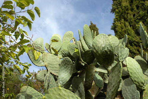Green cactus leaf - Edible nopal. Healthy food