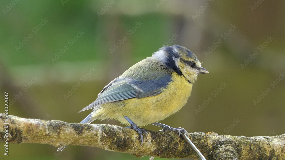 Fototapeta premium Blue Tit sitting a on a branch in a wood in UK