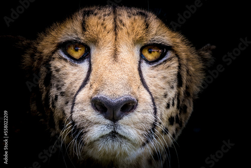 close up portrait of a cheetah with black background