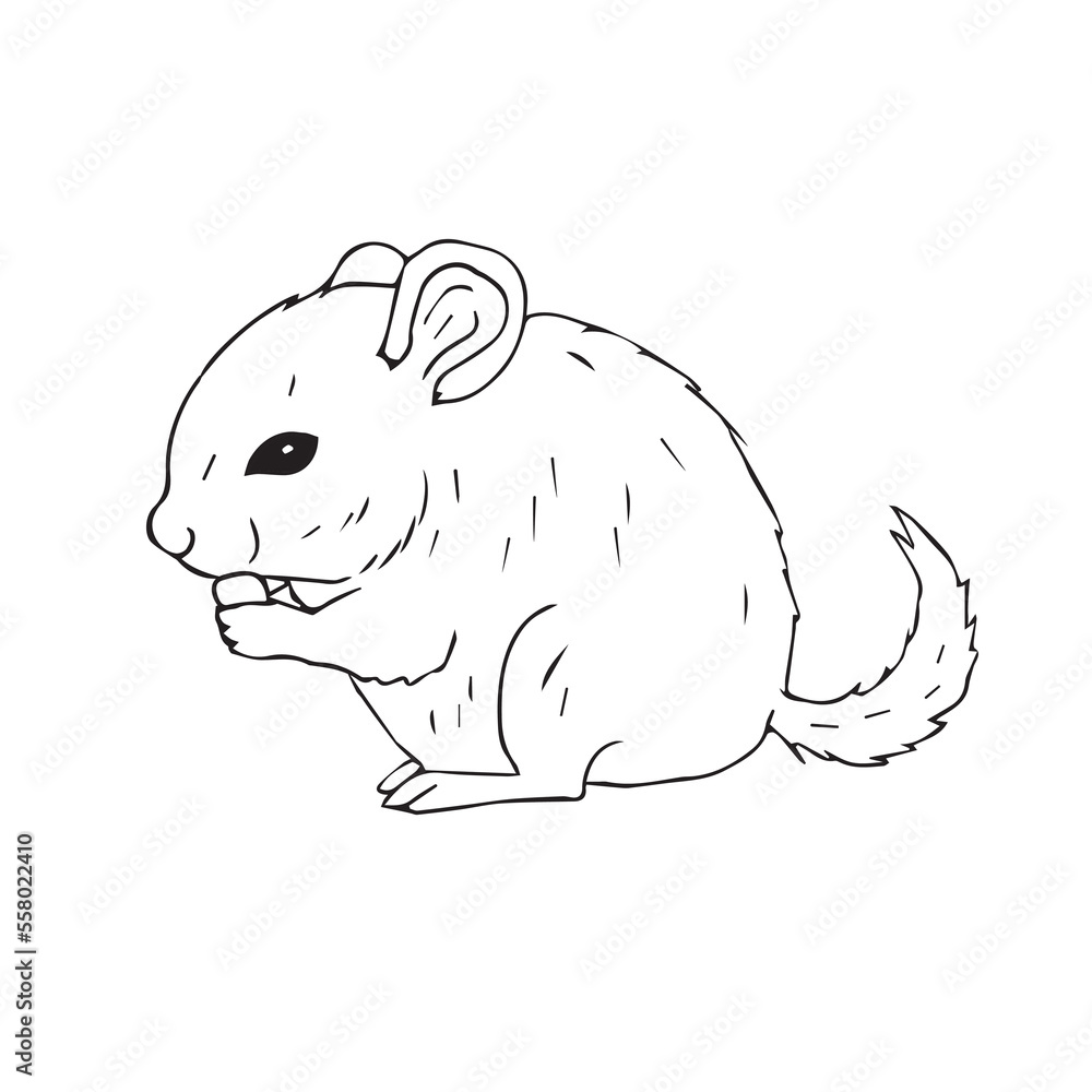 Vector hand drawn doodle sketch chinchilla isolated on white background Vector hand drawn doodle sketch chinchilla isolated on white background