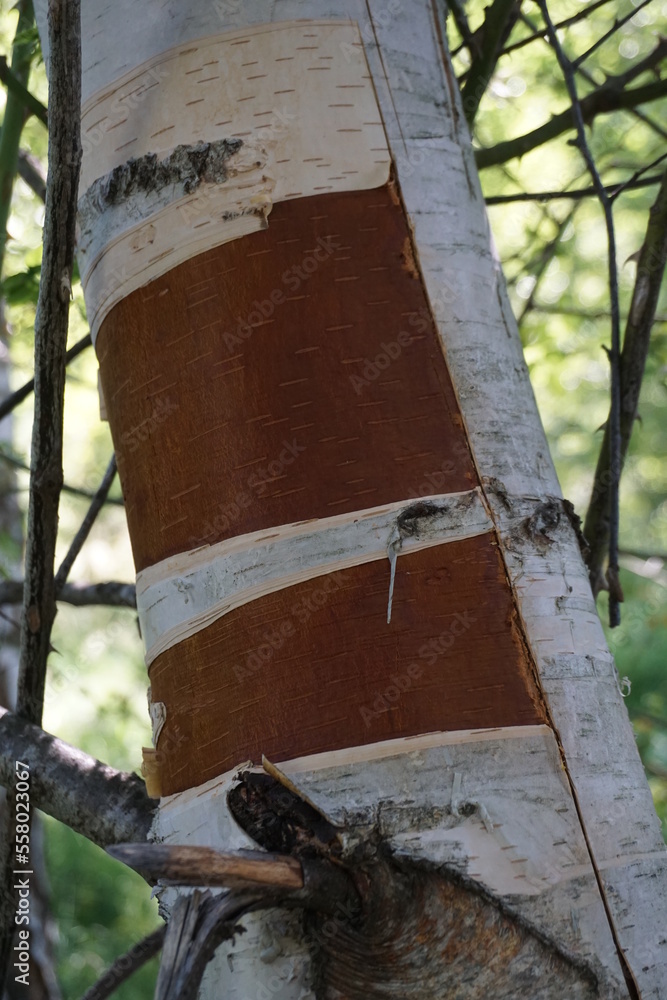 closeup of colorful tree bark in the forest 