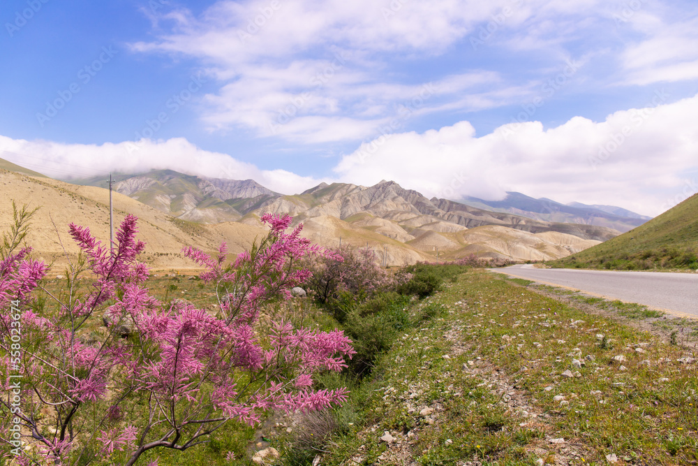 Beautiful blooming tamarisk in the mountains. Beautiful blooming tamarisk in the mountains.