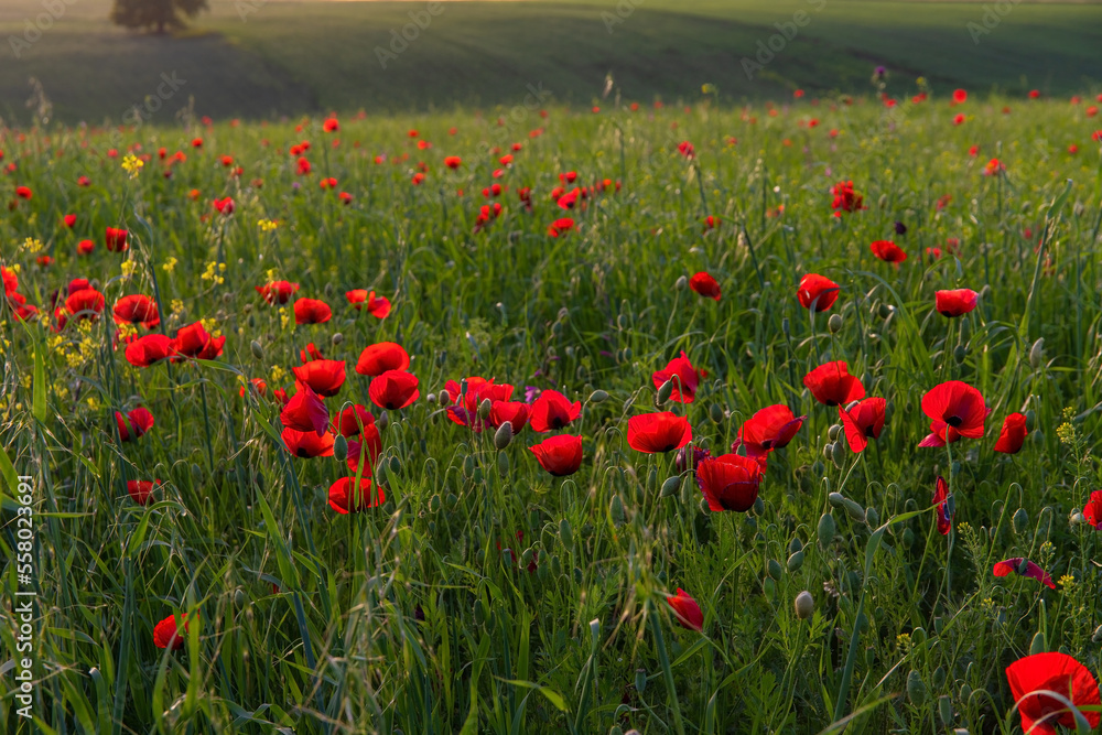 Fototapeta premium Wild poppy field in spring.