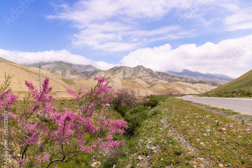 Beautiful blooming tamarisk in the mountains.