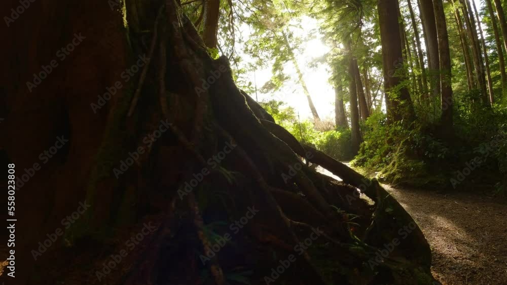 Scenic Hiking Trail in the Rainforest with vibrant green trees. San Josef Bay, Cape Scott Provincial Park, Northern Vancouver Island, BC, Canada. Canadian Nature Background. Cinematic 4k Scenic Hiking Trail in the Rainforest with vibrant green trees. San Josef Bay, Cape Scott Provincial Park, Northern Vancouver Island, BC, Canada. Canadian Nature Background. Cinematic 4k