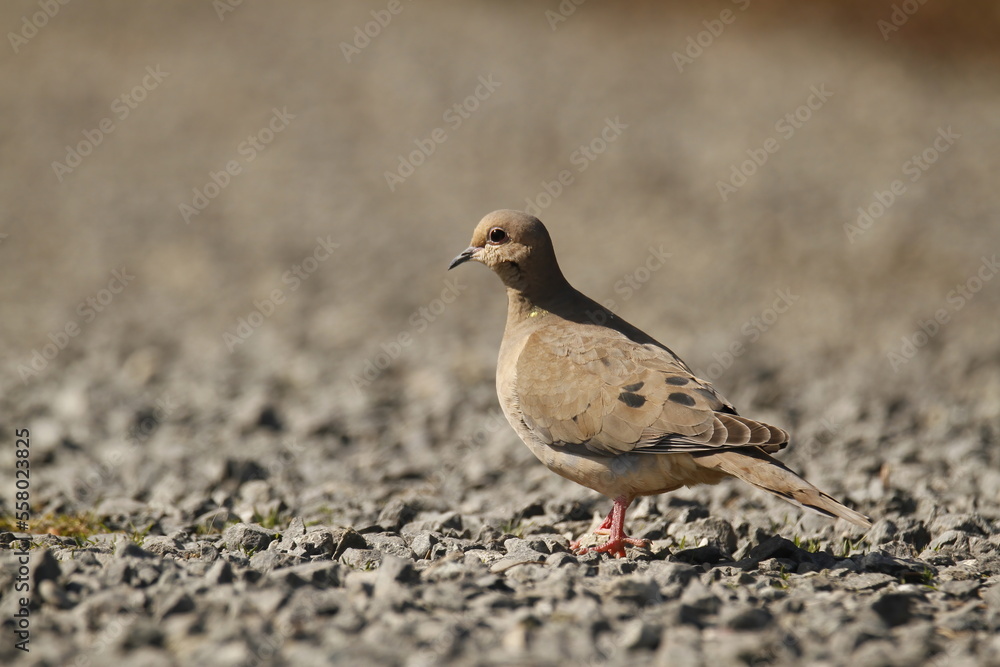Mourning Dove in sun on grey rocks