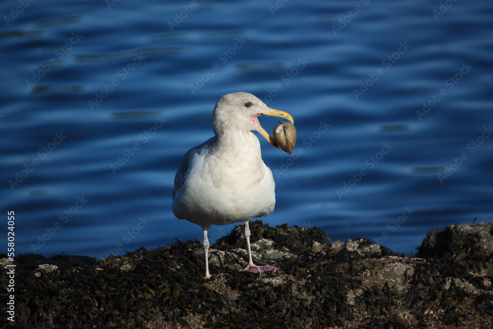 Fototapeta premium Gull or seagull on rocks by ocean with a clam in its mouth