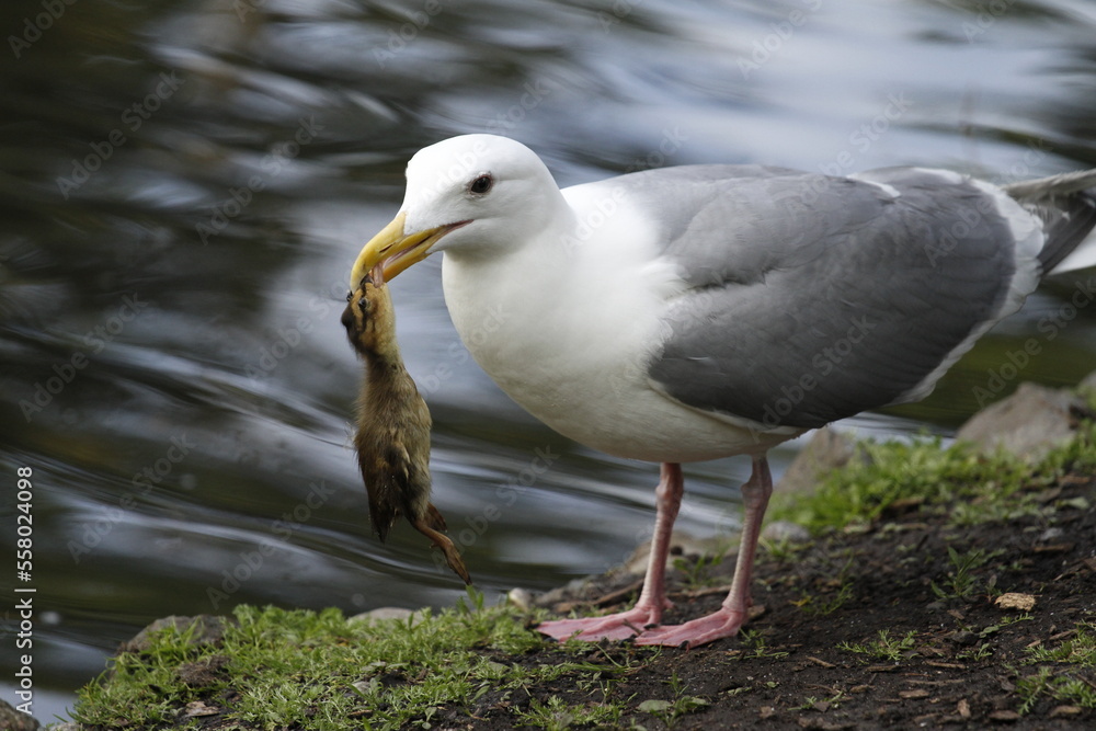 Fototapeta premium Glaucous-winged Gull seagull catching a duckling in its beak