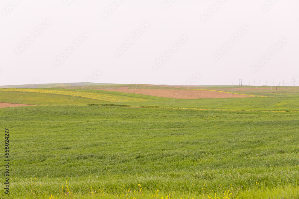 Obraz premium Green field with trees.