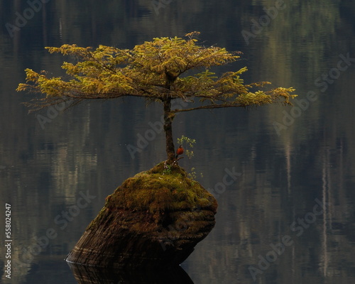 Foto American Robin on resilient tree in Fairy Lake, BC