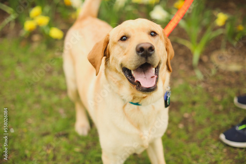 corgi yellow lab dog outdoors wedding event playing with stick by flowers happy puppy cute dog face on the grass and park 