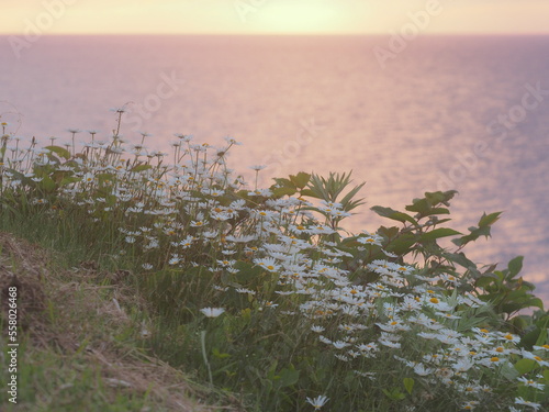 夕陽に照らされる海辺の花