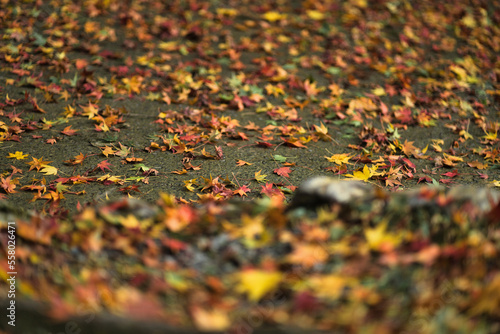 神社境内　秋の風景