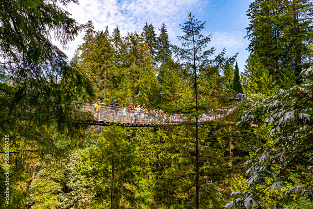 Obraz premium Capilano Bridge Vancouver