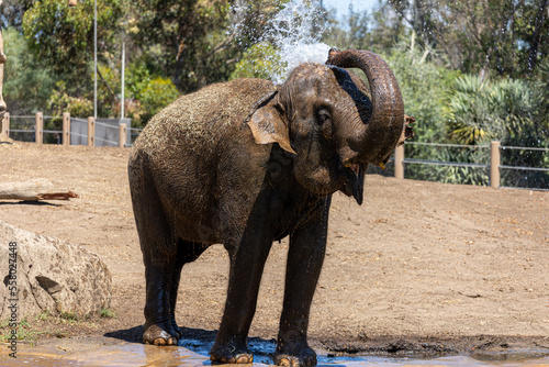 Elephant San Diego Zoo