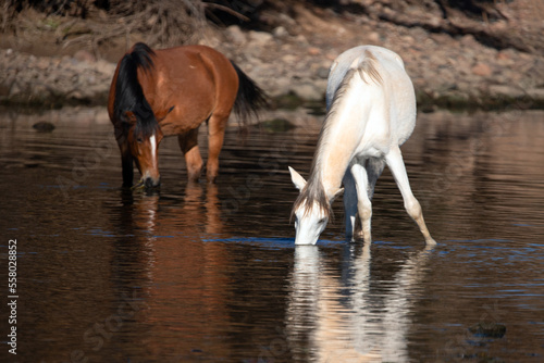 White mare wild horse reflecting while feeding on eel grass in the Salt River near Mesa Arizona United States