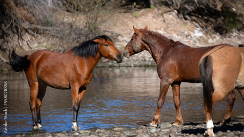Wild horses - Bay stallion meeting bronze mare at the Salt River near Mesa Arizona United States