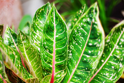 Aglaonema leaves Red Sumatra, Pride of Sumatra, white pink green pattern Dieffenbachia leaf, exotic tropical foliage texture, beautiful ornamental evergreen plant, codiaeum, croton, araceae houseplant