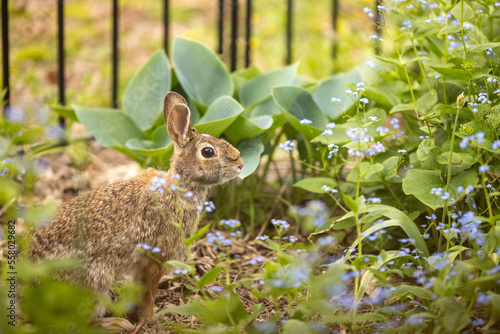Fototapeta Naklejka Na Ścianę i Meble -  Spring Bunny in flower garden