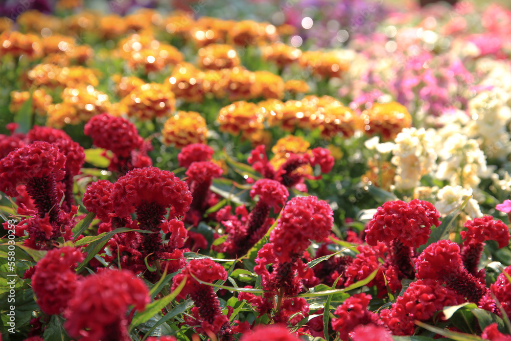 a multicolored flowerbed on a lawn, the nature concept a multicolored flowerbed on a lawn, the nature concept