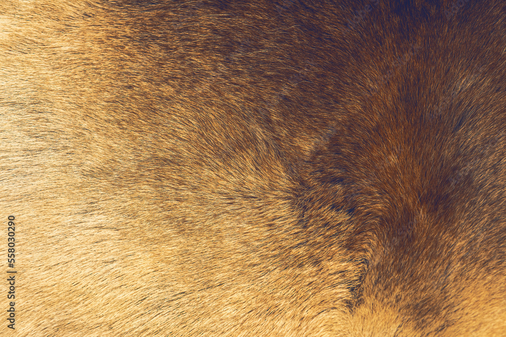 Reindeer fur background texture.Animal skin. Reindeer fur background texture.Animal skin.