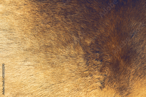 Wallpaper Mural Reindeer fur background texture.Animal skin. Torontodigital.ca