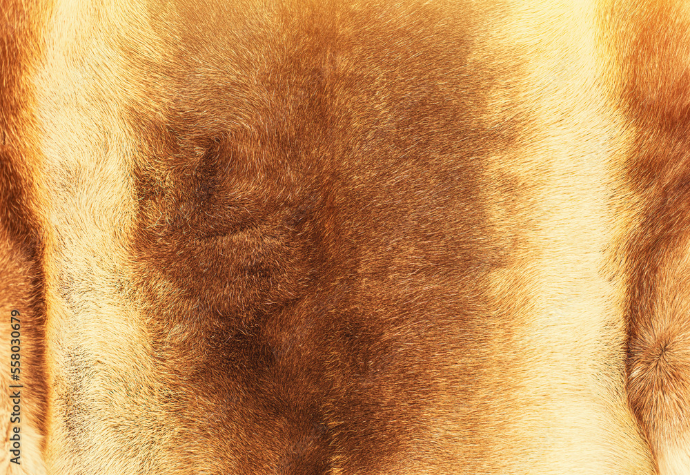 Fototapeta premium Reindeer fur background texture.Animal skin.