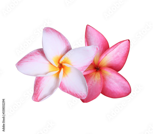 Plumeria or Frangipani or Temple tree flower. Close up red-pink plumeria flowers bouquet isolated on white background.