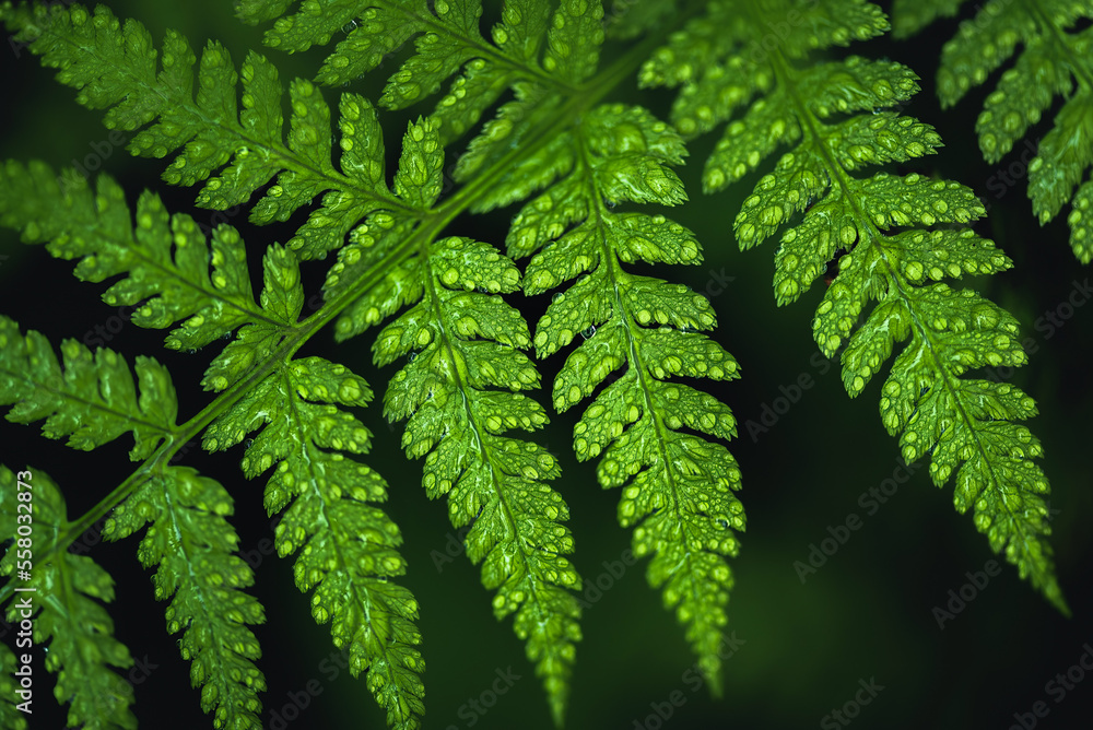 fern leaf with water droplets close up fern leaf with water droplets close up