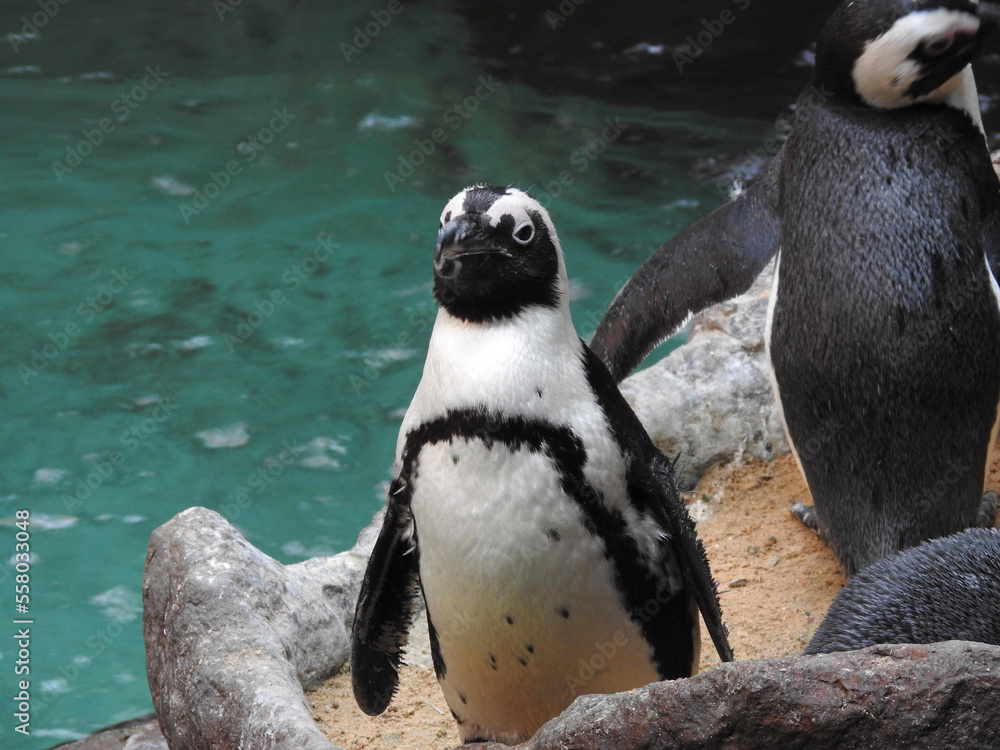 Naklejka premium penguin on the rocks