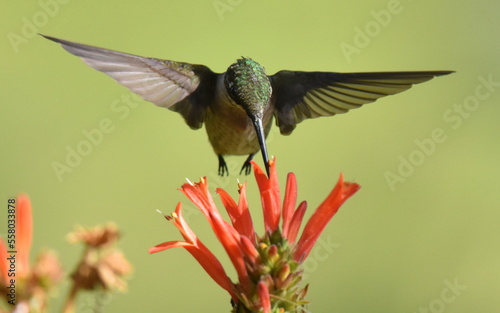 Juvenile Ruby Throated Hummingbird Feeding on Uruguayan Firecracker photo