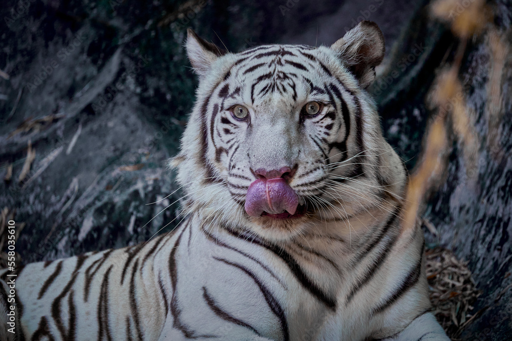 Portrait of white tiger sitting on the rock.