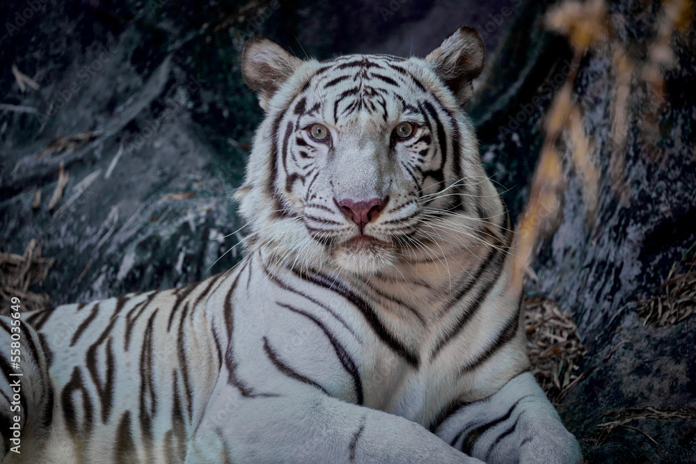 Fototapeta premium Portrait of white tiger sitting on the rock.