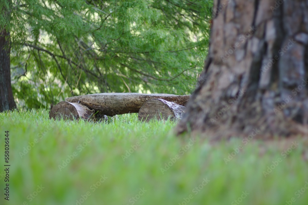 Obraz premium The Bench