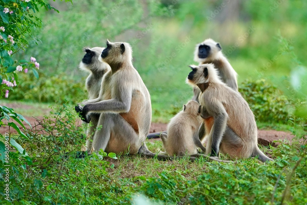 Black face Indian Monkeys or Hanuman langurs or indian langur or monkey family or group during outdoor, Monkey Troop. Family of Indian langur black monkeys resting and grooming- Semnopithecus