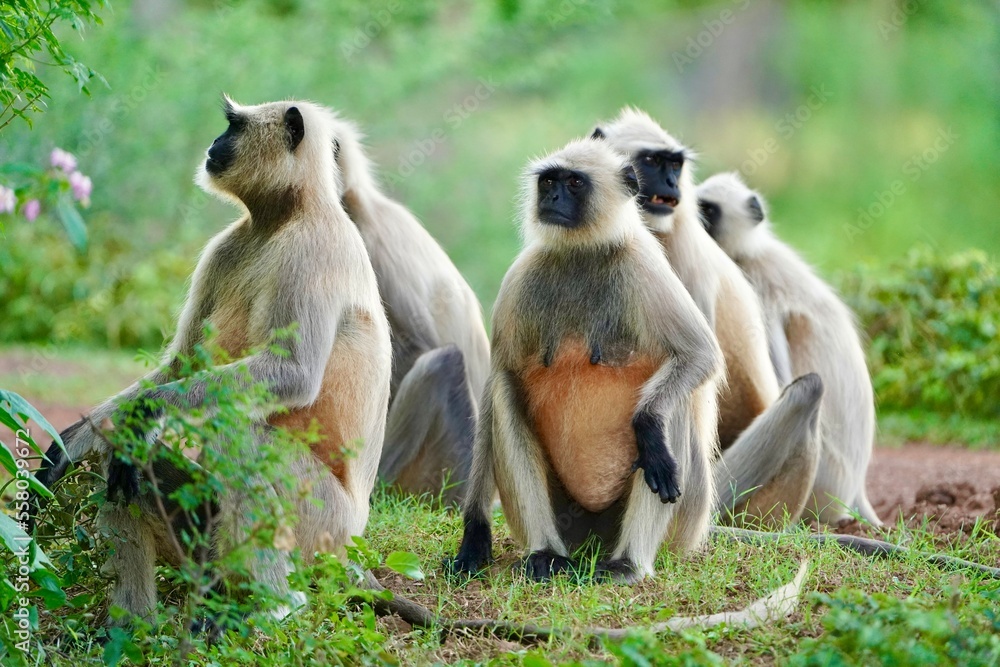 Black face Indian Monkeys or Hanuman langurs or indian langur or monkey family or group during outdoor, Monkey Troop. Family of Indian langur black monkeys resting and grooming- Semnopithecus