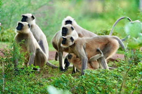 Canvas Print Black face Indian Monkeys or Hanuman langurs or indian langur or monkey family or group during outdoor, Monkey Troop