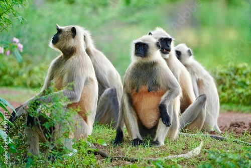 Photography Black face Indian Monkeys or Hanuman langurs or indian langur or monkey family or group during outdoor, Monkey Troop