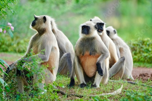 Black face Indian Monkeys or Hanuman langurs or indian langur or monkey family or group during outdoor, Monkey Troop. Family of Indian langur black monkeys resting and grooming- Semnopithecus photo