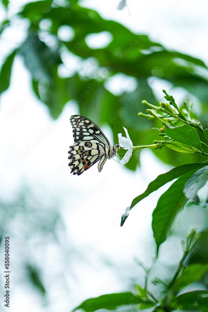 Obraz premium Close up Macro image of a beautiful monarch butterfly siting on leaf with blurred background, beautiful butterfly sitting on leaf of a plant or tree, Butterfly, insect, beauty, nature, colorful