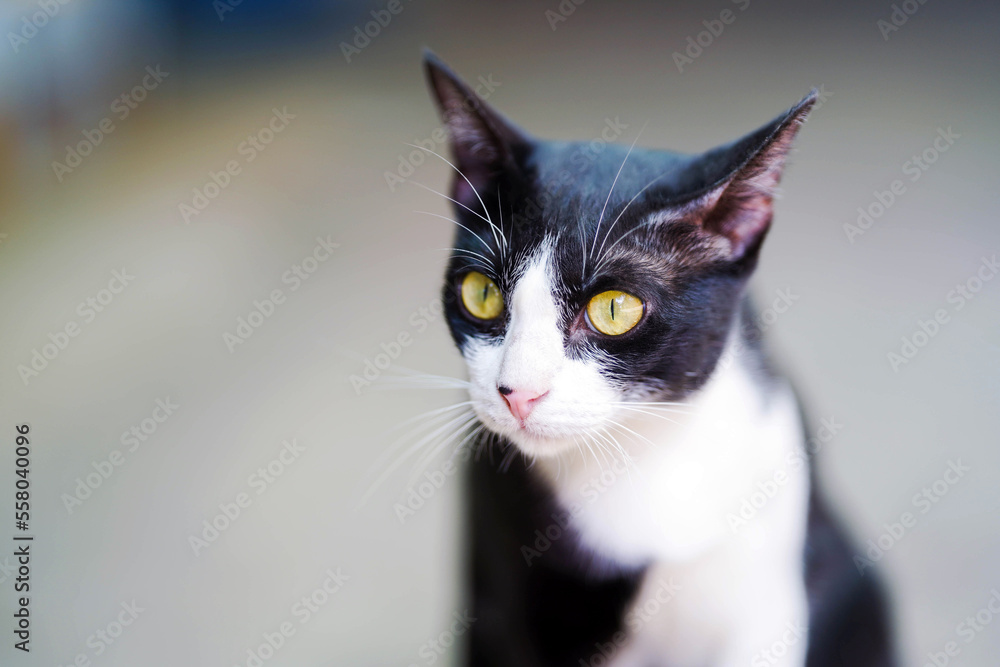 Close-up Black and white thai breed cat on blurred background. Close-up Black and white thai breed cat on blurred background.