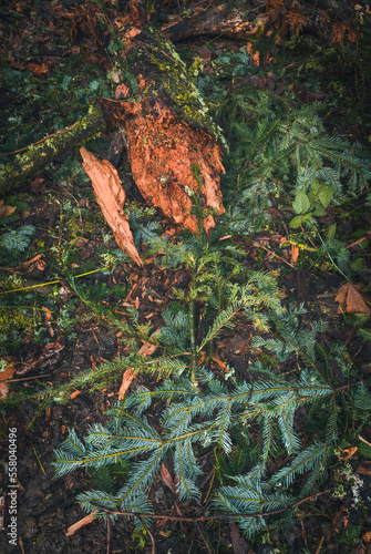 autumn leaves on the ground