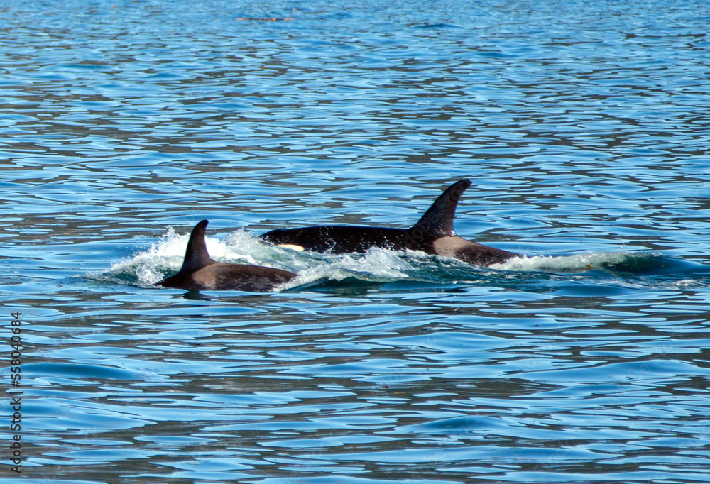 Mother killer whale orca with baby calf in Resurrection Bay in Kenai Fjords National Park in Seward Alaska United States Mother killer whale orca with baby calf in Resurrection Bay in Kenai Fjords National Park in Seward Alaska United States