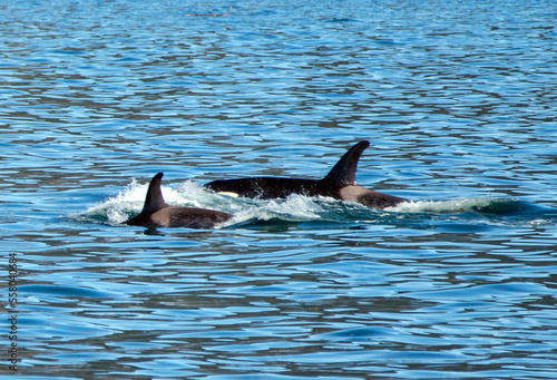 Mother killer whale orca with baby calf in Resurrection Bay in Kenai Fjords National Park in Seward Alaska United States