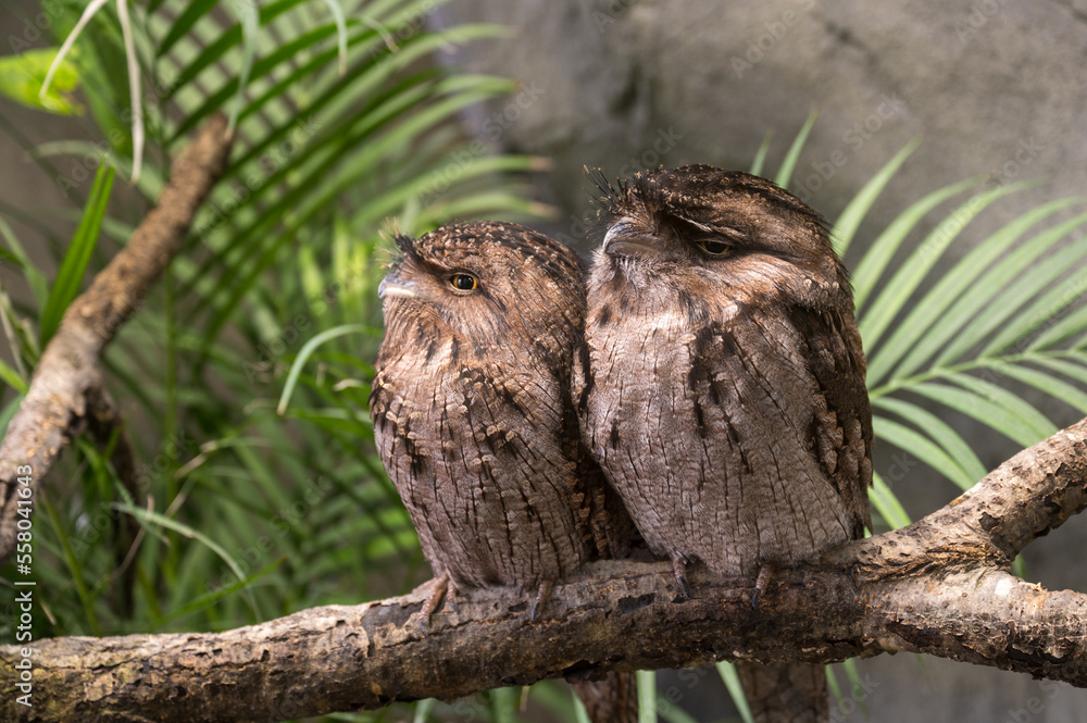 二羽並んだ仲良しのオーストラリアガマグチヨタカ StockFoto Adobe Stock