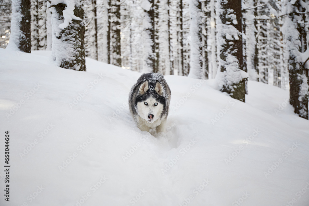 Portrait of Alaskan Malamute dog on snow. Winter hiking in the forest. Carpathian mountains, Ukraine.