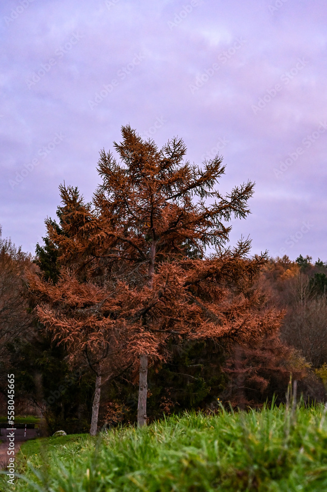 Fototapeta premium Herbstlicher Baum im Sonnenuntergang in einm Park