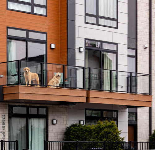 Photography Two older golden retriever dogs on the balcony of a modern apartment building